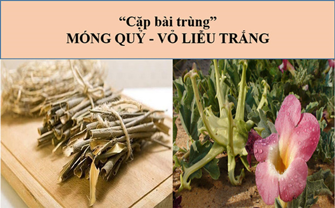 Cây Móng Quỷ và Vỏ Liễu Trắng
