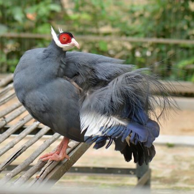 Chân được phủ một lớp da màu đỏ và dài hơn các giống gà khác. 