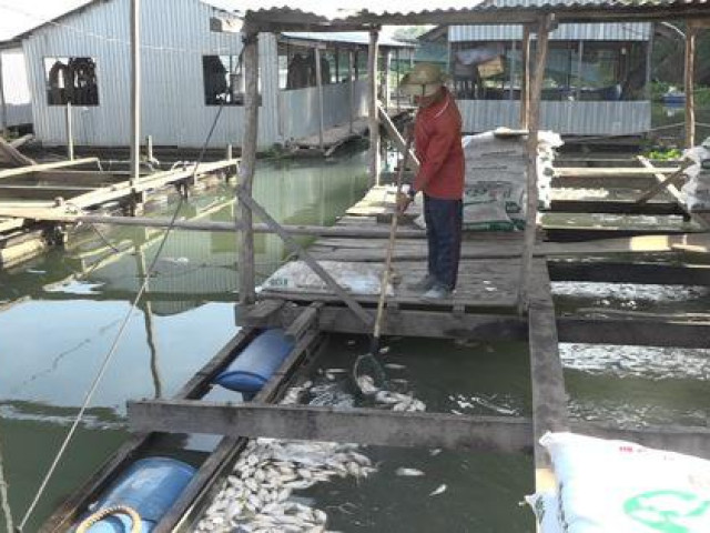 Thị trường - Tiêu dùng - Dân đứng ngồi không yên, vội di dời bè do cá chết hàng loạt