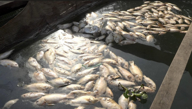 Cá chết hàng loạt chưa rõ nguyên nhân