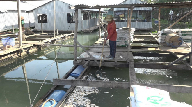 Người nuôi cá vớt cá chết để tránh ô nhiễm nguồn nước