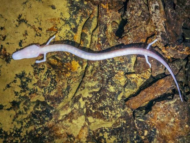 Phi thường - kỳ quặc - Nằm ỳ một chỗ không ăn không ngủ, loài vật này vẫn sống dai tới 7 năm