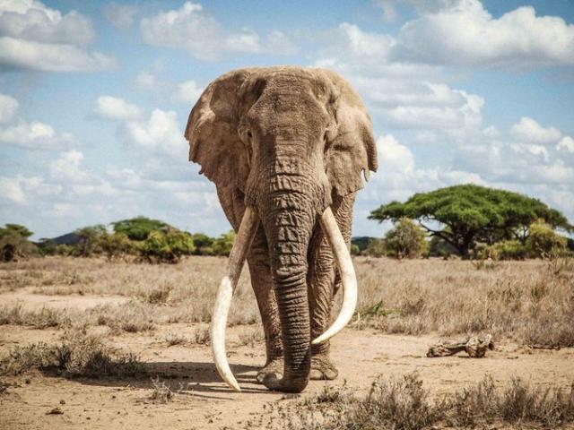 Thế giới - Chú voi có cặp ngà khổng lồ, được coi như “bảo vật” của một quốc gia qua đời ở tuổi 50