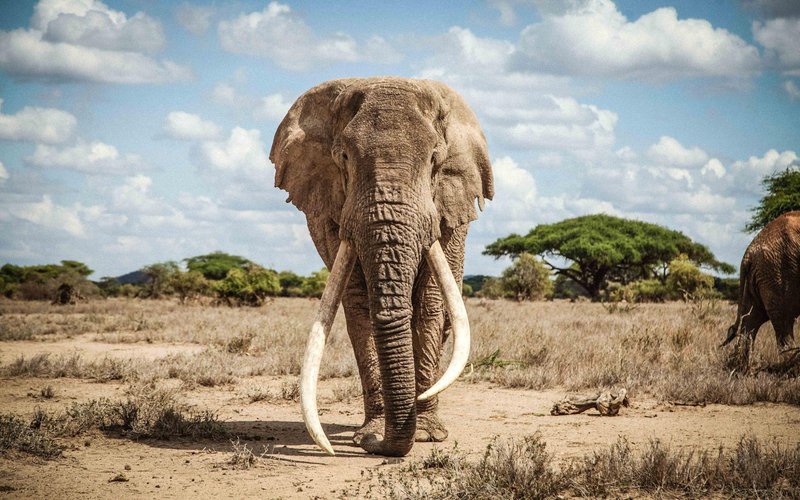 Big Tim, một trong những cá thể voi ngà khổng lồ cuối cùng trên thế giới, qua đời ở tuổi 50 (Ảnh:&nbsp;Ryan Wilkie)