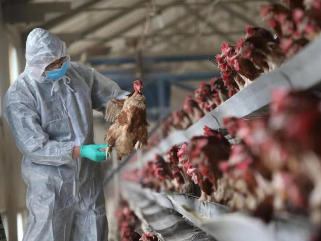 Trung Quốc phát hiện ổ dịch cúm A/H5N6 tại đàn gia cầm ở tỉnh Tứ Xuyên. Ảnh: REUTERS