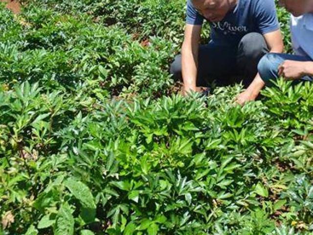 Thị trường - Tiêu dùng - Bỏ củ sắn để trồng củ khác nhỏ hơn nhiều, ai ngờ thu nhập tăng gấp bội