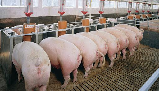Tỷ lệ lợn nuôi tái đàn đang tăng nhanh.