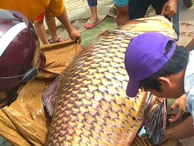 Tin tức trong ngày - Bất ngờ "lai lịch" cá hô vàng hơn 100kg đưa lên TP HCM xẻ thịt