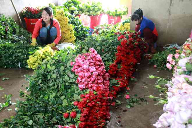 Giá các loại hoa hồng Đà Lạt giảm mạnh dịp lễ Tình nhân so với cùng kỳ năm trước.