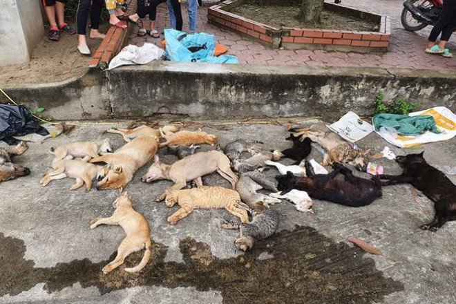 Hàng chục cho, mèo bị trúng bả.