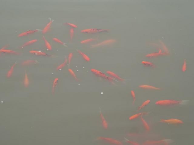 Tin tức trong ngày - Cá Koi Nhật Bản đắt tiền thả xuống Hồ Tây sống ra sao?