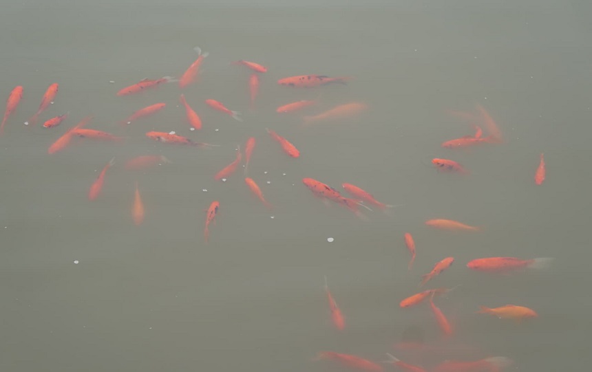 Cá Koi và cá chép thả trong khu thí điểm công nghệ Nano Bioreactor trên Hồ Tây. Ảnh chụp sáng 11/2.
