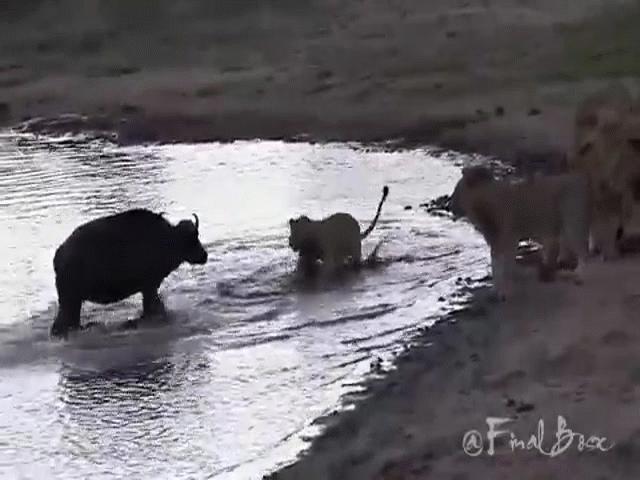 Video: Trâu rừng đơn độc bị 11 con sư tử đói truy sát và cái kết bất ngờ