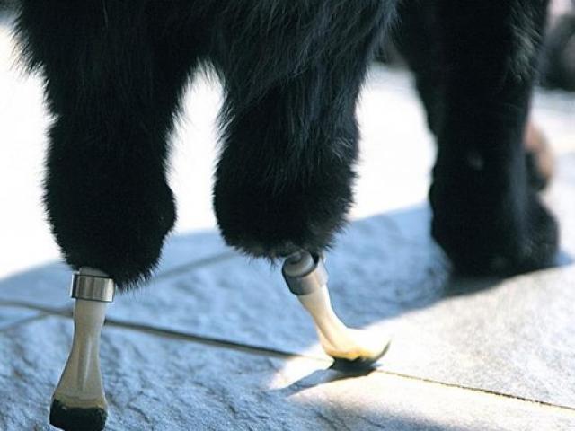 Media - Mèo mất cả 4 chân vẫn đi lại, leo trèo nhờ "phép màu"