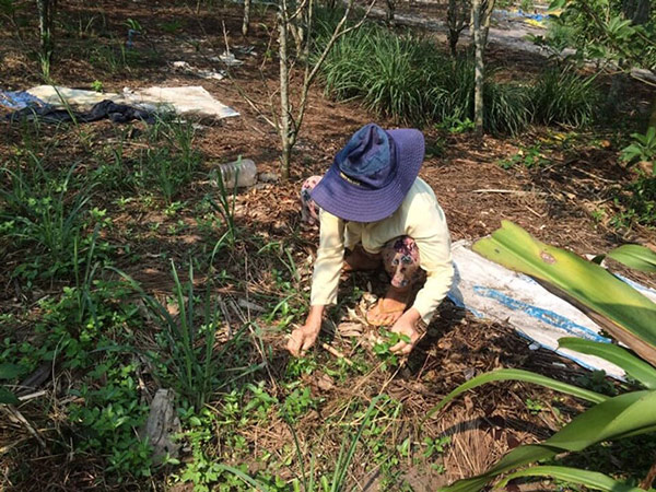 Hằng ngày, cô Bê vẫn thường xuyên chăm sóc khu vườn nhỏ của mình