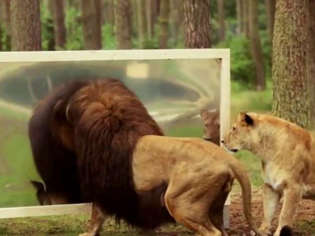 Media - Sư tử đực hốt hoảng soi gương và cái kết bất ngờ