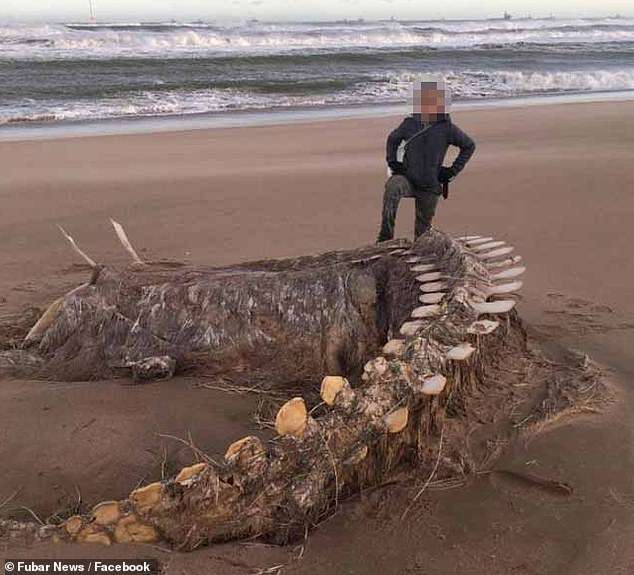 Bộ xương bí ẩn được phát hiện trên bờ biển Scotland hôm 10.2 vừa qua (Ảnh:&nbsp;Fuber News)&nbsp;