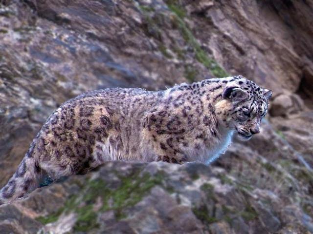 Media - Báo tuyết rượt đuổi, đoạt mạng sơn dương trên sườn núi