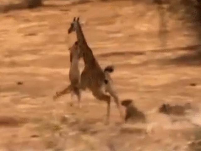 Media - Bị sư tử "níu kéo", hươu cao cổ tung vó đá lật hàm kẻ săn mồi