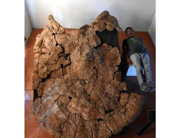 Thế giới - Rùa khổng lồ cổ đại to ngang ô tô tải