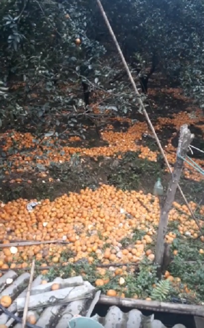 Hàng ngàn tấn cam rụng vàng dưới gốc khiến người dân không khỏi xót xa. Ảnh chụp màn hình.