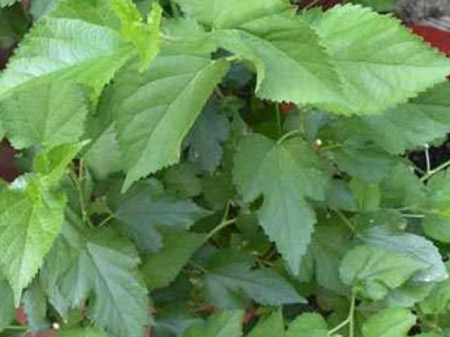 Thị trường - Tiêu dùng - Thứ cây từng chỉ trồng làm bờ rào, nay đem lại thu nhập tiền triệu cho người dân thủ đô