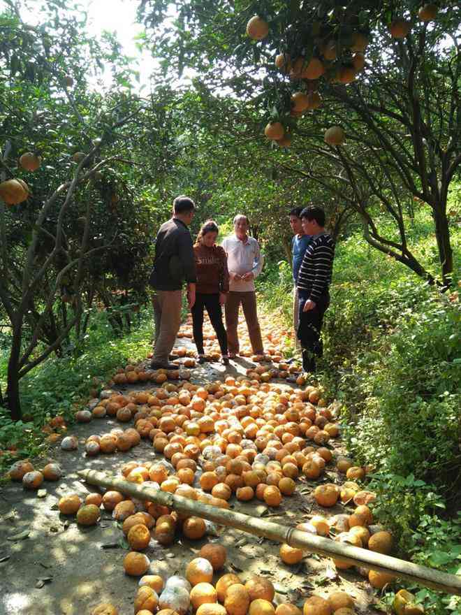Có những vườn cam rụng đến 70% quả đã đến vụ thu hoạch.