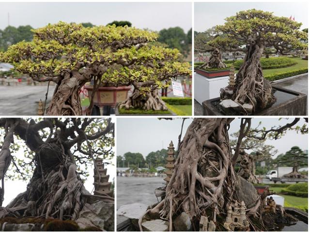 Thị trường - Tiêu dùng - Chăm loài chỉ cần thiếu nước là chết, người đàn ông có trong tay gần nửa tỷ