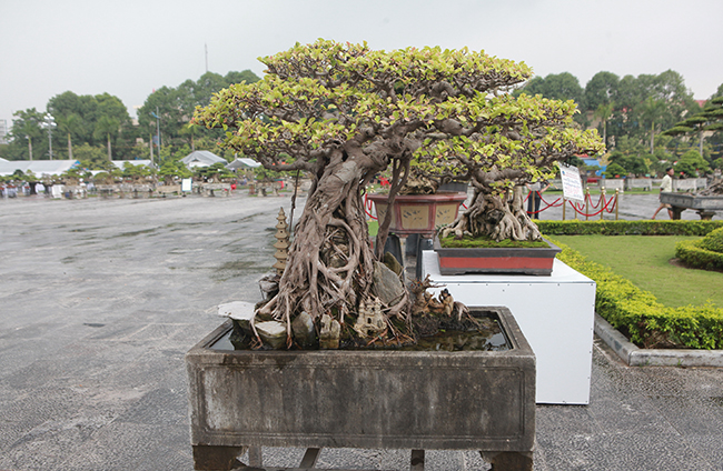 Cây si cổ này thuộc sở hữu của anh Dương Mạnh Hiệp (Bát Tràng, Hà Nội). Đây là dòng si búp đỏ - một loài si đặc trưng ở miền Bắc.