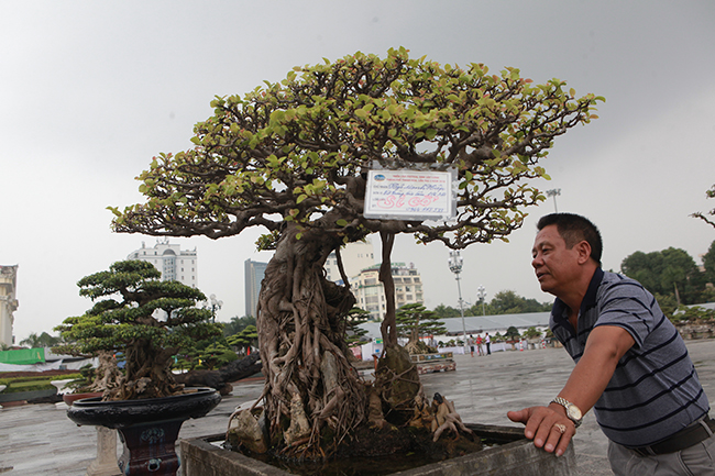 Anh Hiệp cho biết cây si này có tuổi đời khoảng 50 năm, nằm trong top những cây si đẹp nhất, giá trị nhất Việt Nam.
