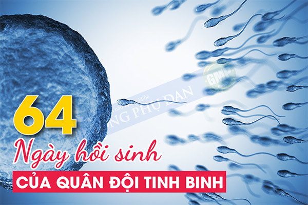 Chu trình tái tạo của tinh trùng từ mầm tinh thành tinh trùng trưởng thành mất 64 ngày, đó cũng là khoảng thời gian để Long Phụ Đan cải thiện chất lượng tinh trùng
