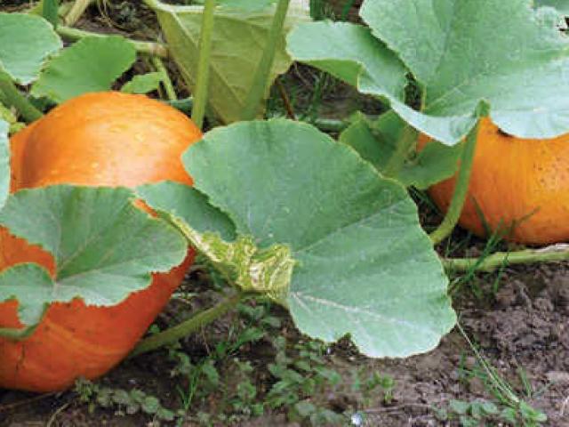 Thị trường - Tiêu dùng - Trồng giống bí lạ ra "hạt không vỏ", 9X kiếm lãi tiền tỷ mỗi năm