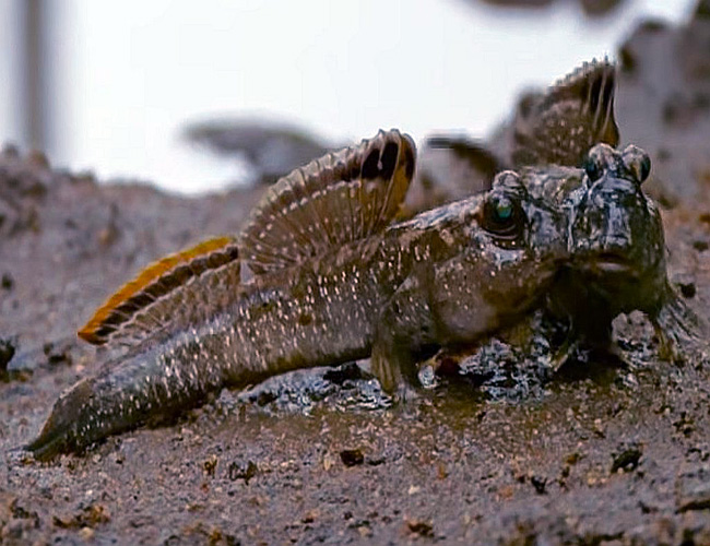 Mudskipper đặc biệt ở chỗ là cá nhưng có thể sống được cả trên cạn lẫn dưới nước. Chúng có thể dài tới 36cm.