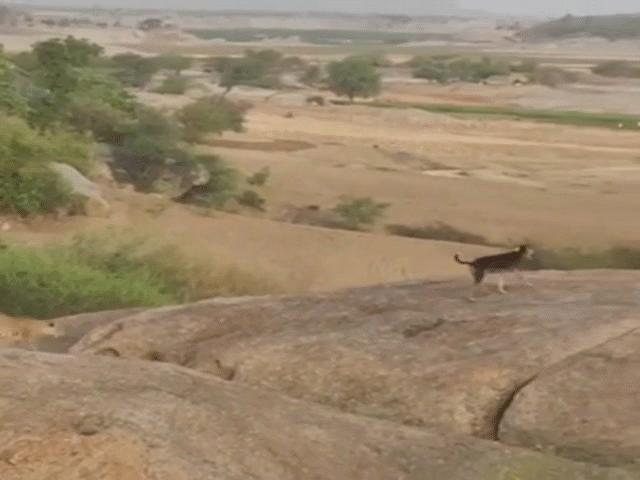 Phi thường - kỳ quặc - Video: Chạm mặt báo hoa mai, chó nhà tung chiêu "độc" thoát chết thần kỳ