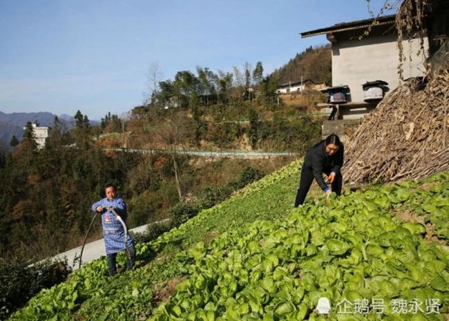 Hai vợ chồng anh Wang - chi Li ở Thiểm Tây, Trung Quốc tận dụng đất trước nhà rồi trồng rau để bán. Hai người chở rau và đậu phụ ra chợ bán. Mỗi năm thu nhập của gia đình là 100.000 nhân dân tệ (~330 triệu đồng).