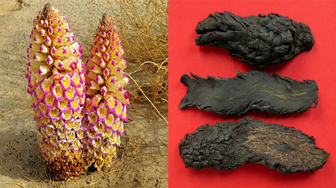 Mong con đừng bỏ lỡ: Viên uống tăng cường sức khỏe trước sinh sản được các mẹ mong con tìm kiếm! - 2