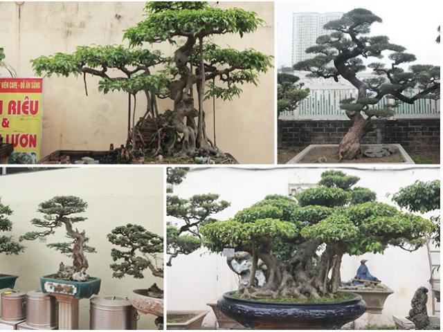 Thị trường - Tiêu dùng - Khu vườn "khủng" tiền tỷ của đại gia kỳ lạ, bán cả nhà Hà Nội để mua cây cảnh