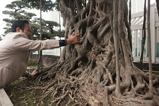 Sau nhiều năm kỳ công chăm sóc, cây sanh cổ nay đã trở thành tác phẩm &#34;Huynh đệ tương cố&#34; &#40;Anh em tương trợ, đùm bọc nhau&#41; được đánh giá rất cao. Có nhiều người sẵn sàng bỏ ra hàng tỉ đồng để mua nhưng ông Thành không bán