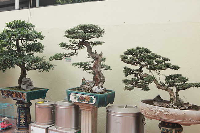 Trong vườn nhà ông Thành còn có hàng trăm loài cây bonsai khác rất độc đáo