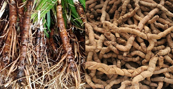 Sâu cau – Ba kích: những dược liệu kinh điển có tác dụng cường dương, mạnh gân cốt