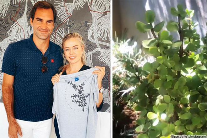 Rpger Federer và kiều nữ Pascal Pienaar khuyến khích mọi người trồng và sử dụng thực phẩm từ loài cây là thức ăn cho voi có khả năng lọc sạch không khí có tên Portulacaria afra