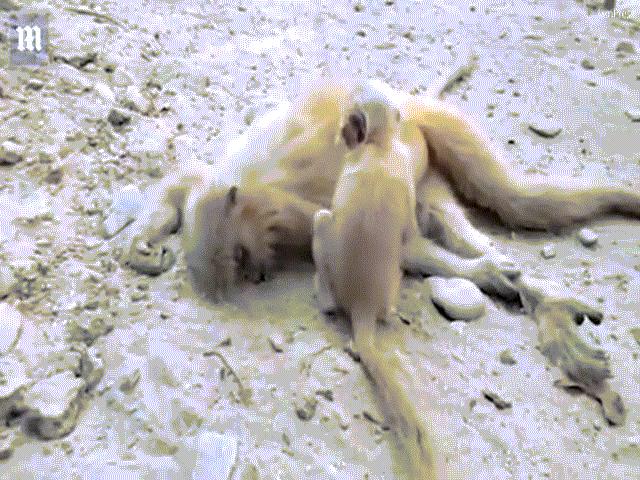 Phi thường - kỳ quặc - Video: Đau lòng cảnh voọc con cố lay voọc mẹ chết vì điện giật