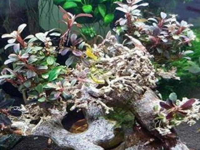 Thị trường - Tiêu dùng - Giống cây "bóng ma" có thể sống dưới nước, giá đắt đỏ mà "hút" người tiêu dùng Việt