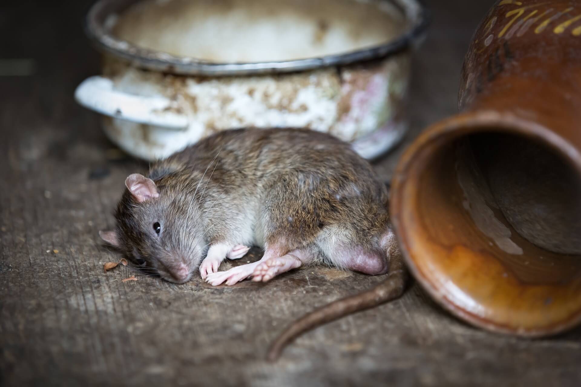 Chuột bị nghi ngờ là loài động vật đã reo rắc virus Corona tại Vũ Hán (ảnh: Taiwannews)