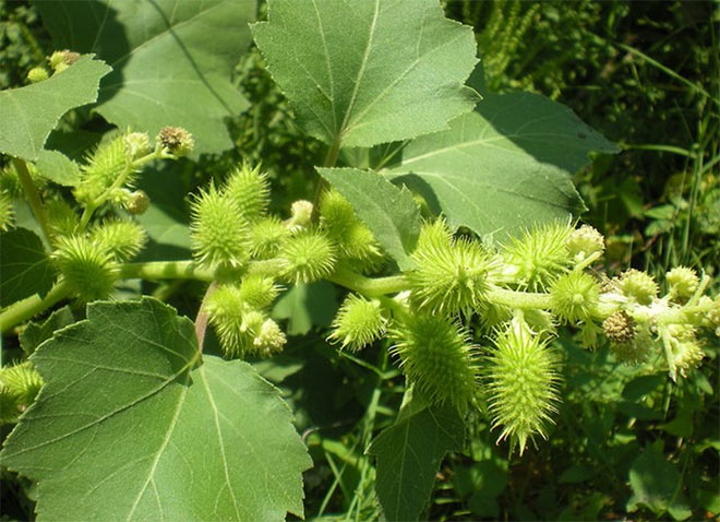 Ké đầu ngựa - Vị thuốc quý chữa viêm xoang.