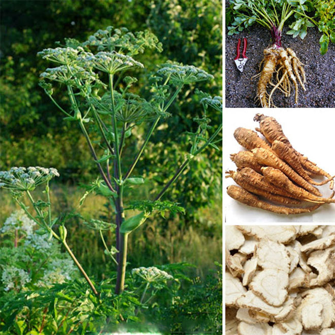 Bạch chỉ cũng là một vị thuốc giúp giảm các triệu chứng của viêm xoang.