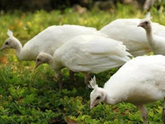 Thị trường - Tiêu dùng - Nuôi con "sang trọng" dễ như nuôi gà, bán cả chuồng có mấy trăm triệu "đút túi"