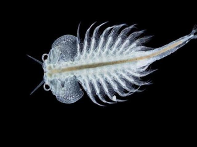 Thị trường - Tiêu dùng - Nuôi loài "có 1 không 2" nhỏ như cát, ai ngờ thu hàng chục triệu đồng/kg