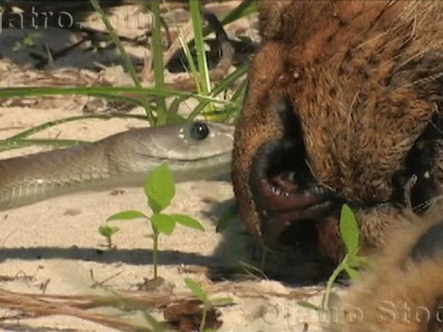 Media - Sư tử chết thảm sau khi dính nhát cắn "tử thần" của rắn mamba kịch độc