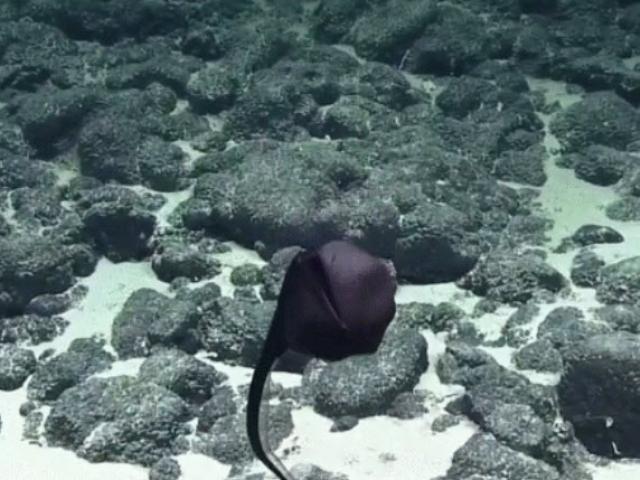 Media - Loài cá kỳ lạ có miệng "toang hoác" hơn cả cơ thể